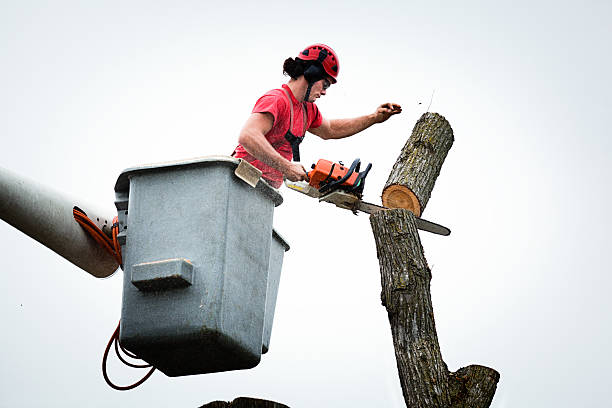 Best Tree Preservation Services  in Glenshaw, PA