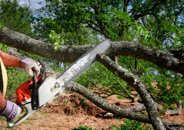 Best Tree Maintenance Programs  in Glenshaw, PA